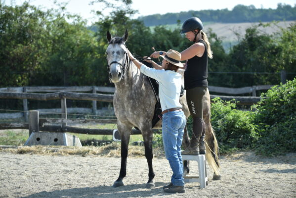 Graues gesatteltes Pferd auf einem Reitplatz, Julia Grün als Trainerin für natürliche Dressur.